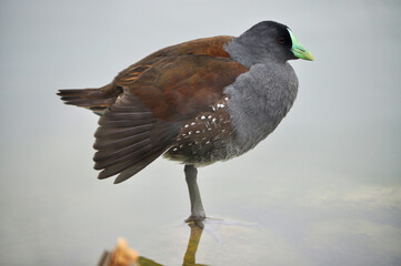 Gallinula melanops standing on a rock