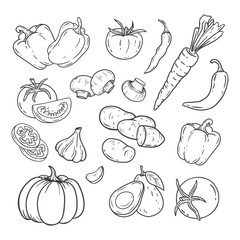 set of vegetables in doodle style. Hand drawn vegetables with pumpkin, potatoes, garlic, carrot, peppers, tomatoes, champignons. Sketch of a vegetable. Vector illustration