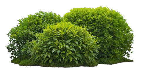 Dense garden foliage with various types of lush shrubs and bushes isolated on transparent background, perfect for gardening, landscape design, outdoor decor, and nature elements. Generative AI