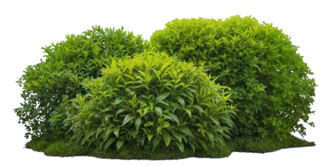 Dense garden foliage with various types of lush shrubs and bushes isolated on transparent background, perfect for gardening, landscape design, outdoor decor, and nature elements. Generative AI