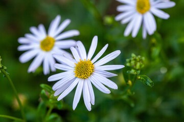 Obraz premium Flower of a Kalimeris lautureana plant