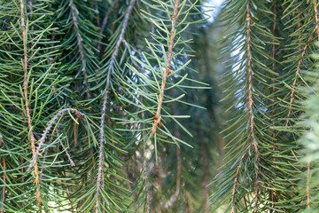 Needles of a Brewer spruce, Picea breweriana