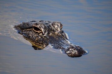 Close-up of an Alligator