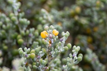 Foliage of a Zygophyllum fontanesii shrub