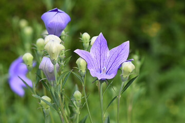 Purple wild flower