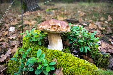 Beautiful porcino mushroom has grown among green moss and blueberry bushes against the backdrop of an autumn forest.