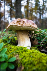 Beautiful porcino mushroom has grown among green moss and blueberry bushes against the backdrop of...