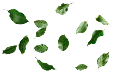 PNG Falling green leaves plant leaf tree.