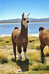 A llama stands by a lake with mountains in the background under a clear blue sky.