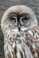 Great Grey Owl (Strix nebulosa), common in boreal forests of North America and Eurasia