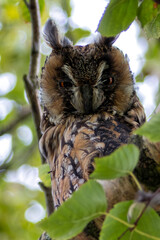 Long-eared Owl (Asio otus), common in woodlands and grasslands across Europe and North America