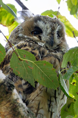 Long-eared Owl (Asio otus), common in woodlands and grasslands across Europe and North America
