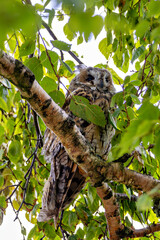 Long-eared Owl (Asio otus), common in woodlands and grasslands across Europe and North America