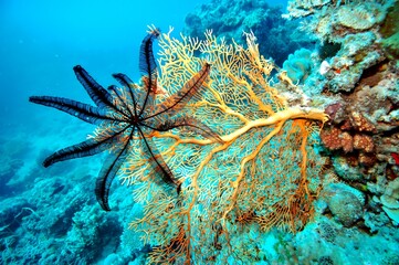 An underwater scene featuring a black starfish and vibrant coral.