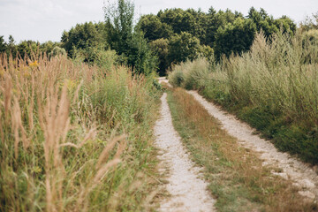 Beautiful rural road nature landscape. Country road in a field. Fluffy stems of tall grass