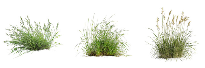 Set of clump of wild grass with a natural, untamed look isolated on transparent background