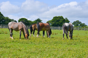 Fototapeta premium Small herd of ponies, horses grazing contentedly in their field in rural Shropshire, on a summers day, enjoying the fresh grass and the space.