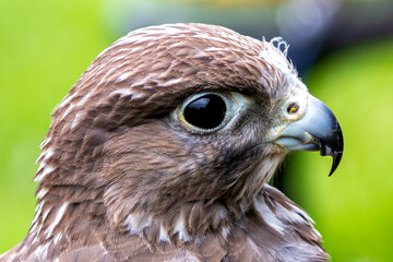 Gyrfalcon (Falco rusticolus), common in Arctic and sub-Arctic regions of North America and Eurasia