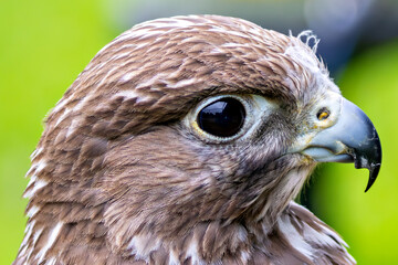 Gyrfalcon (Falco rusticolus), common in Arctic and sub-Arctic regions of North America and Eurasia