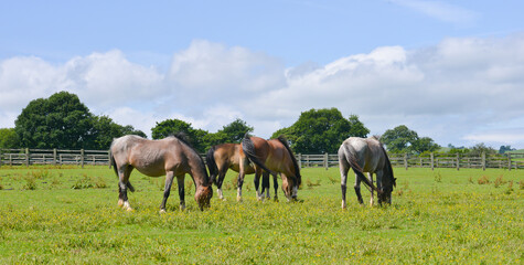 Obraz premium Ponies, horses grazing happily outdoors in field on a summers day in rural Shropshire.