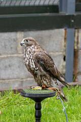 Gyrfalcon (Falco rusticolus), common in Arctic and sub-Arctic regions of North America and Eurasia
