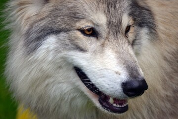 Wolf dog at the Wild Fair, Oxford