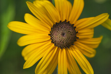 Black-eyed Susan flower macro