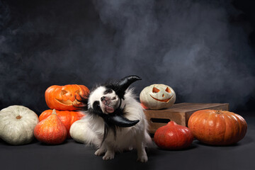 A small dog growls while surrounded by pumpkins, with a smoky background enhancing the Halloween theme.