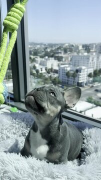 French bulldog puppy sitting and looking at camera, purebred dog, puppy close-up, blue French bulldog color, looking at toy, blue eyes of dog, beautiful cute puppy, pets, playing with owner