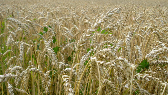 Golden wheat field ready for harvest
