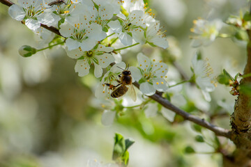 abeille qui butine 