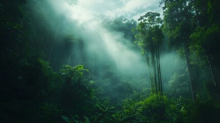Enchanted forest with beams of sunlight filtering through