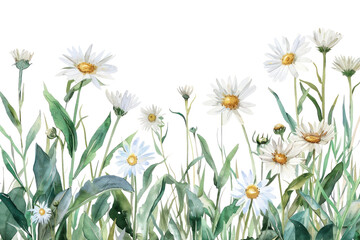 Fototapeta premium PNG Delicate watercolor daisies illustration