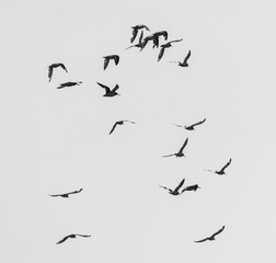 birds in the sky