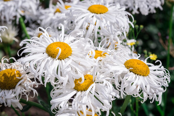 Curly petal daisies on natural background
