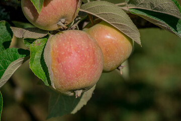 Red-green apples on a brunch of a tree in a garden.