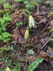 spring onions in the garden