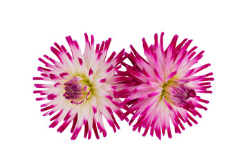 Obraz premium beautiful dahlia flowers isolated on a background
