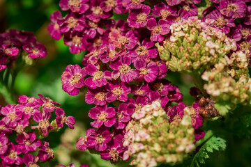 Achillea millefolium flowers on a blurred background