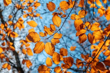 Obraz premium Autumn Leaves in the Sunlight with Blue Sky Background