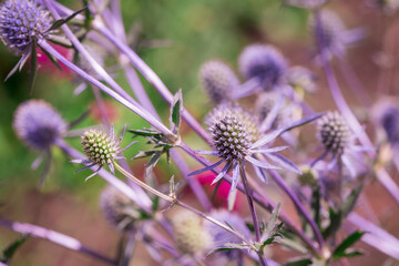 Eryngium planum, used for everlasting flowers,