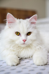 Close-up portrait of a cat lying on bed at home