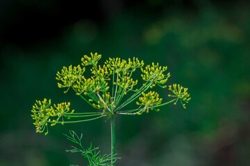 Flowering dill herbs plant in the garden Anethum graveolens.