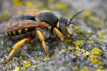 Closeup on a yellow banded male seven-toothed Red-resin solitary bee, Rhodanthidium septemdentatum sitting in vegetation