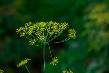 Flowering dill herbs plant in the garden Anethum graveolens.