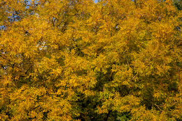 Selective focus of yellow leaves on the tree with sunlight in Autumn, Fraxinus excelsior or...