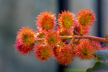 Selective focus of bunches red seeds of Ricinus communis in garden, The castor bean or castor oil plant is a species of perennial flowering plant in the spurge family, Euphorbiaceae, Nature background