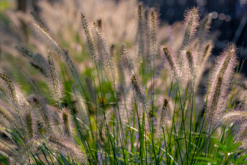 Selective focus of fluffy flowers with warm sunlight in afternoon, Green grass with leaves in garden, Cenchrus ciliaris is a widespread genus of plants in the grass family, Nature floral background.