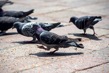 Obraz premium paloma, ave, plumaje, palomas domesticas, 