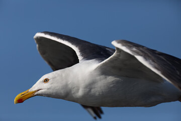 Close up with vivid facial details of in-flight California Gull against clear blue sky